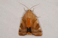 Noctua fimbriata/tirrenica