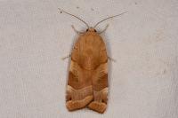 Noctua fimbriata/tirrenica