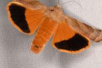 Noctua fimbriata/tirrenica