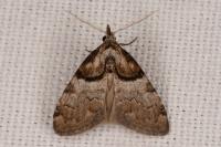 Nola cucullatella
