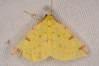 Opisthograptis luteolata