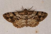 Peribatodes secundaria secundaria