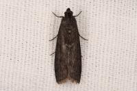 Pyla fusca
