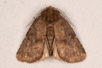 Rusina ferruginea