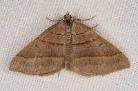 Scotopteryx luridata/mucronata