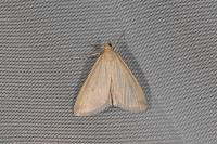 Evergestis aenealis
