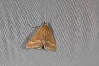 Pyrausta aerealis