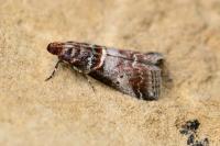 Acrobasis advenella