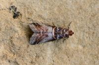 Acrobasis advenella