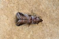 Acrobasis advenella