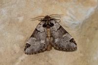 Drymonia obliterata