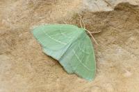 Hemistola chrysoprasaria