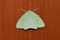 Hemistola chrysoprasaria