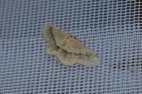 Idaea aversata