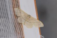 Idaea aversata