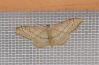 Idaea aversata