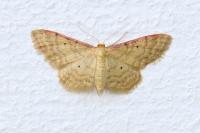 Idaea humiliata