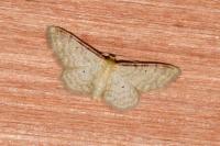 Idaea humiliata