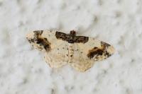 Ligdia adustata