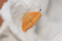 Watsonalla cultraria