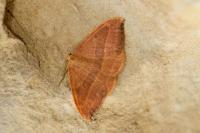 Watsonalla cultraria