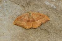 Watsonalla cultraria