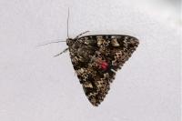 Catocala promissa