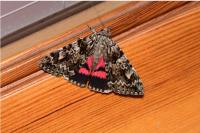 Catocala promissa