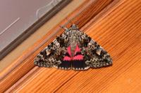 Catocala promissa