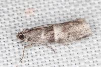 Elegia atrifasciella