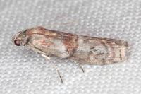 Phycita roborella