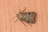 Agrotis exclamationis exclamationis
