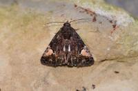 Aedia funesta