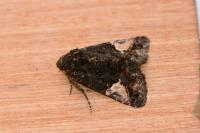 Aedia funesta