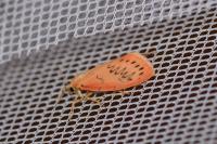 Miltochrista miniata