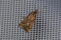 Synaphe punctalis