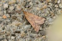 Synaphe punctalis