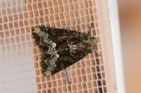 Oligia strigilis/versicolor