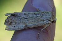 Apamea lithoxylaea