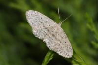 Idaea seriata