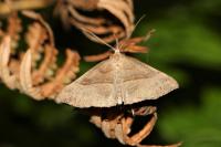 Hypena proboscidalis
