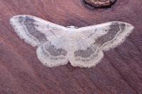 Idaea aversata