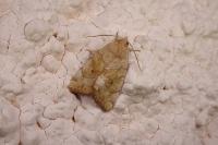 Cosmia trapezina