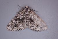 Fagivorina arenaria