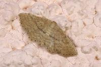 Idaea obsoletaria