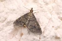 Metasia cuencalis bourgognei