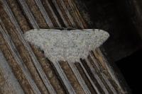 Scopula submutata roseonitens