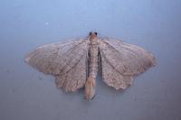 Philereme vetulata