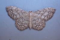 Idaea moniliata