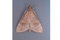 Udea fulvalis